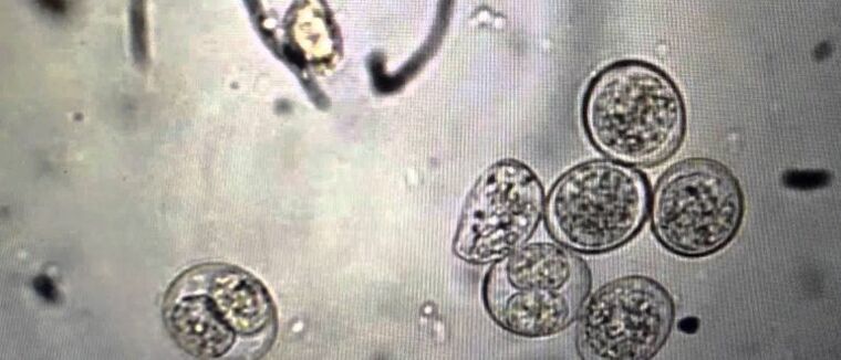 Células parasitos protozoarios